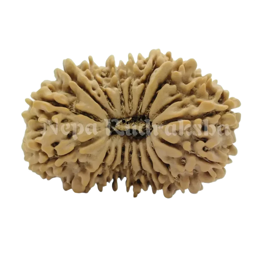 18 Mukhi  Rudraksha 33mm Free shipping