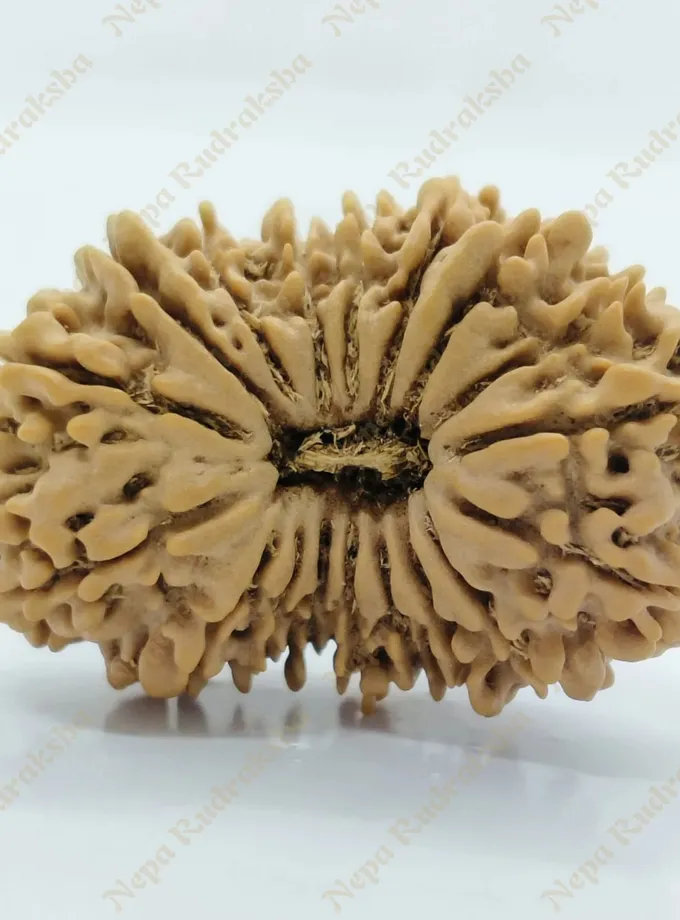 18 Mukhi  Rudraksha 33mm Free shipping