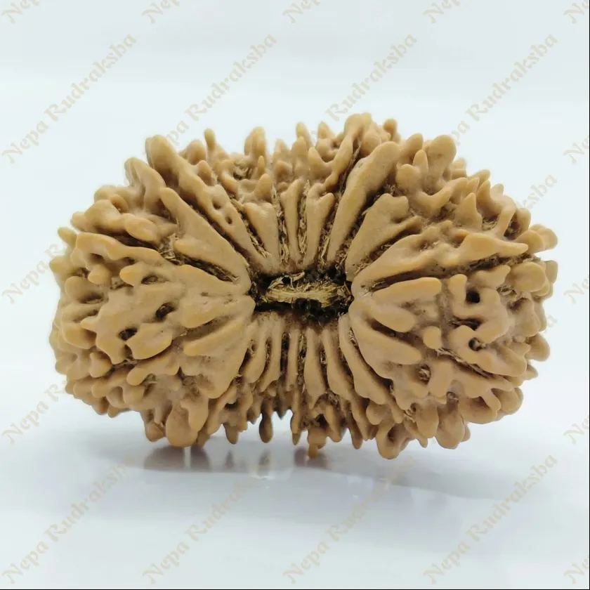 18 Mukhi  Rudraksha 33mm Free shipping