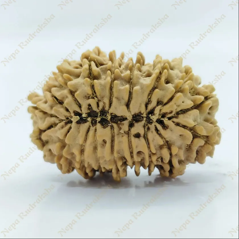 18 Mukhi  Rudraksha 33mm Free shipping