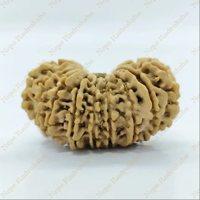 18 Mukhi  Rudraksha 33mm Free shipping