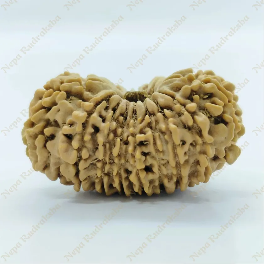 18 Mukhi  Rudraksha 33mm Free shipping