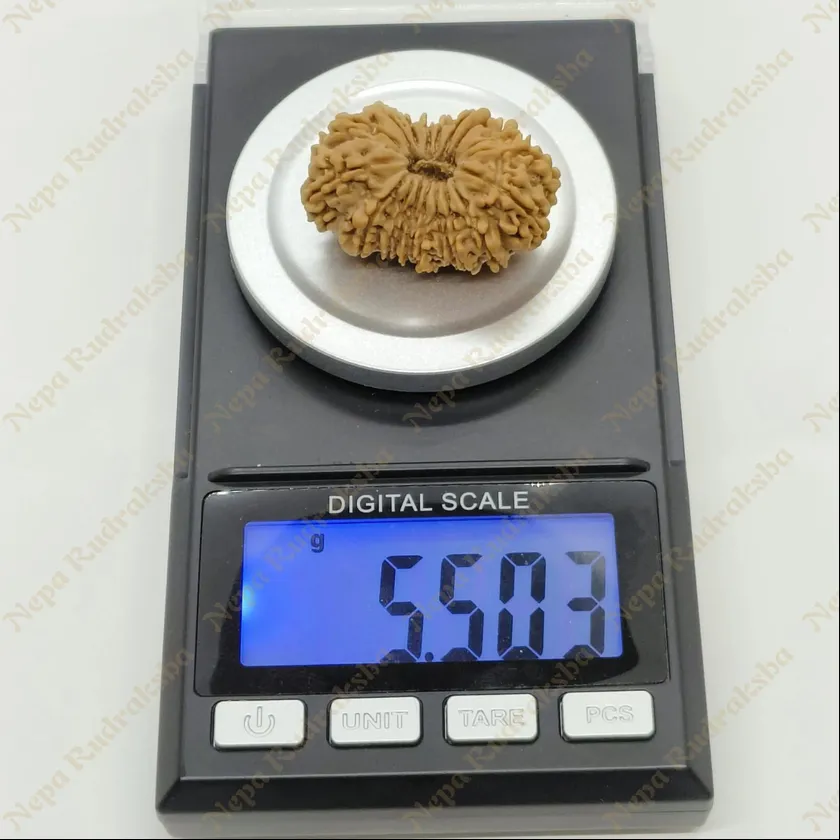 18 Mukhi  Rudraksha 33mm Free shipping