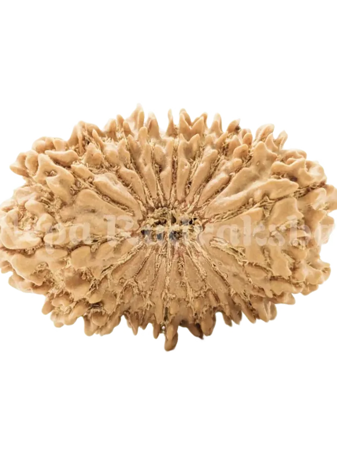 18 Mukhi Rudraksha Same Day Delivery