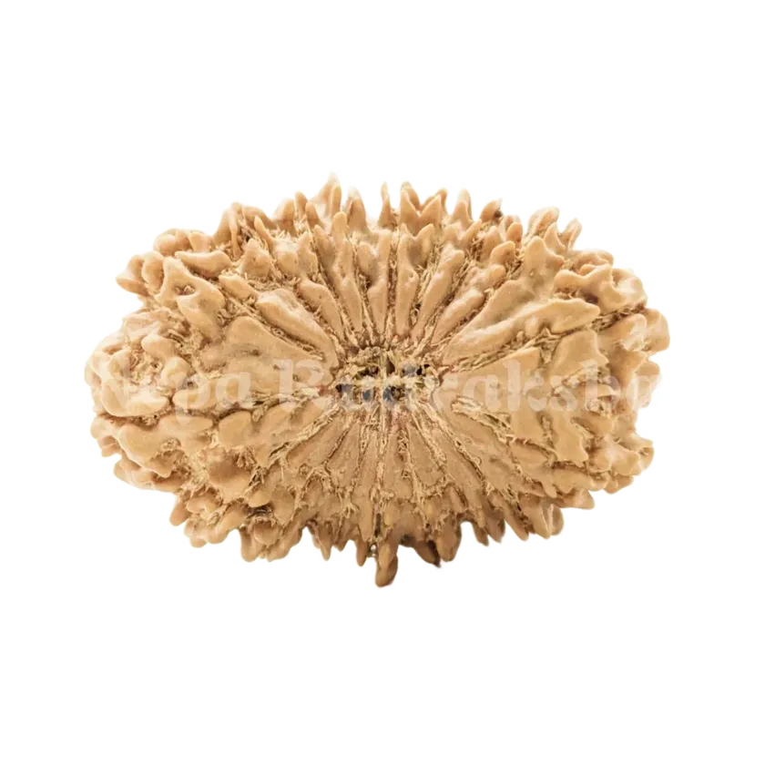 18 Mukhi Rudraksha Same Day Delivery