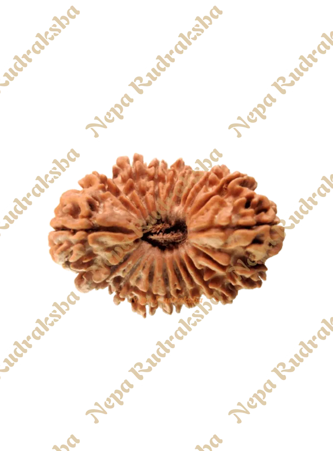 18 Mukhi Rudraksha Same Day Delivery