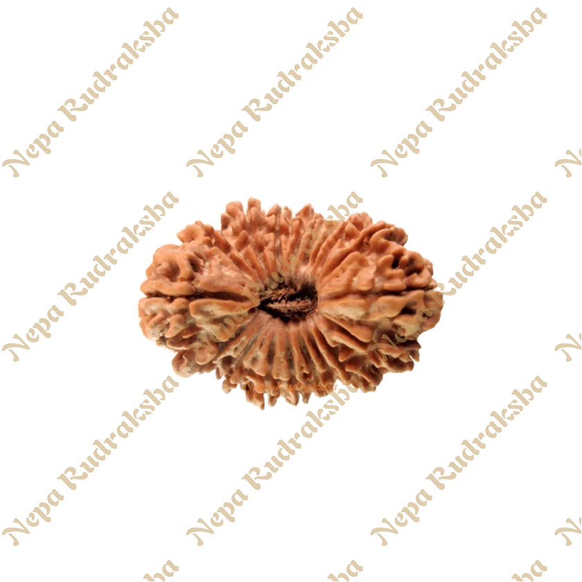 18 Mukhi Rudraksha Same Day Delivery