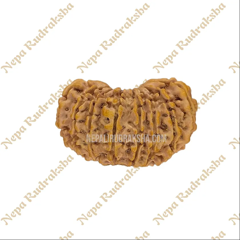 18 Mukhi Rudraksha Same Day Delivery