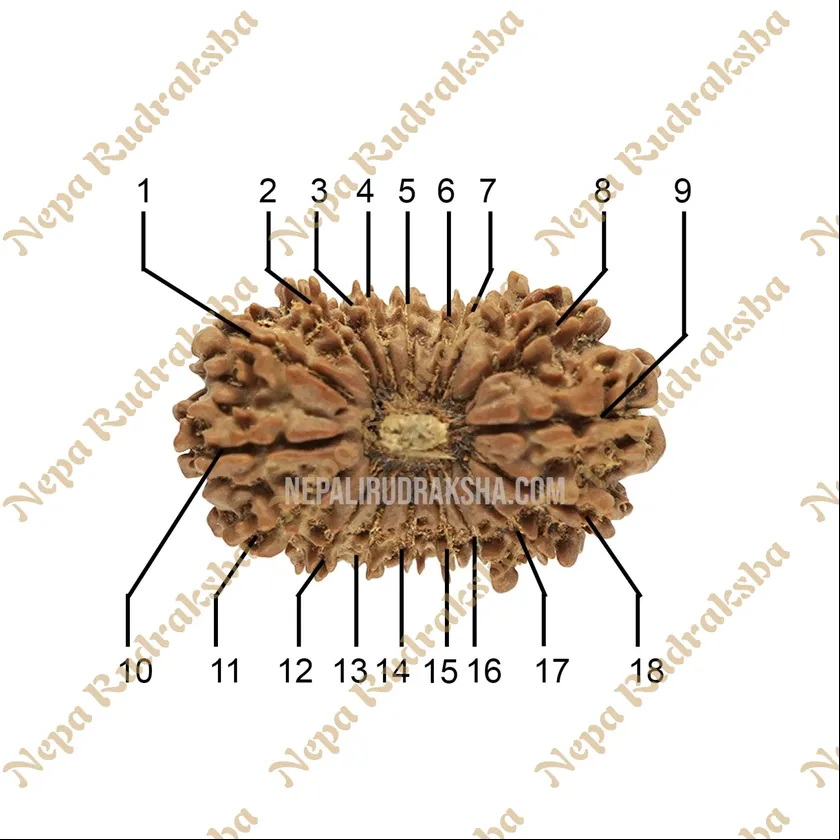 18 Mukhi Rudraksha Same Day Delivery