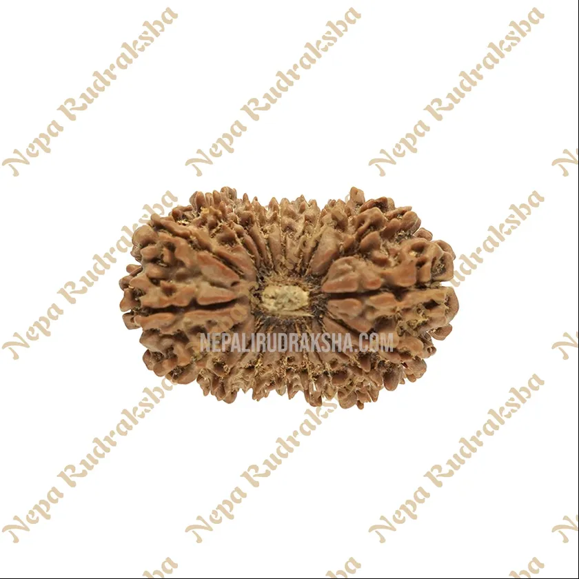 18 Mukhi Rudraksha Same Day Delivery