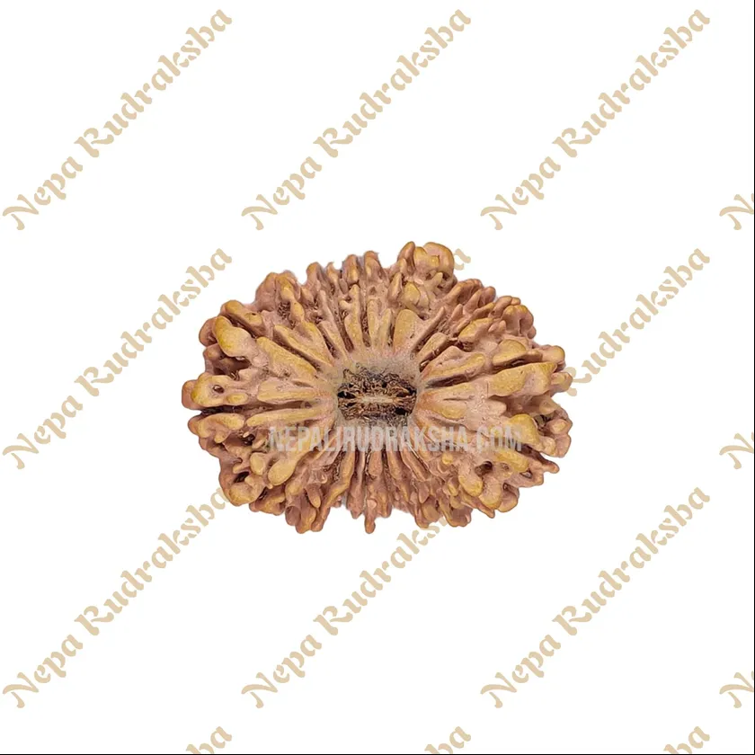 18 Mukhi Rudraksha Same Day Delivery