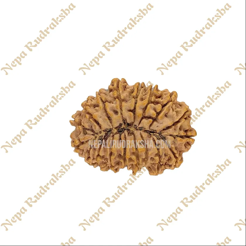 18 Mukhi Rudraksha Same Day Delivery