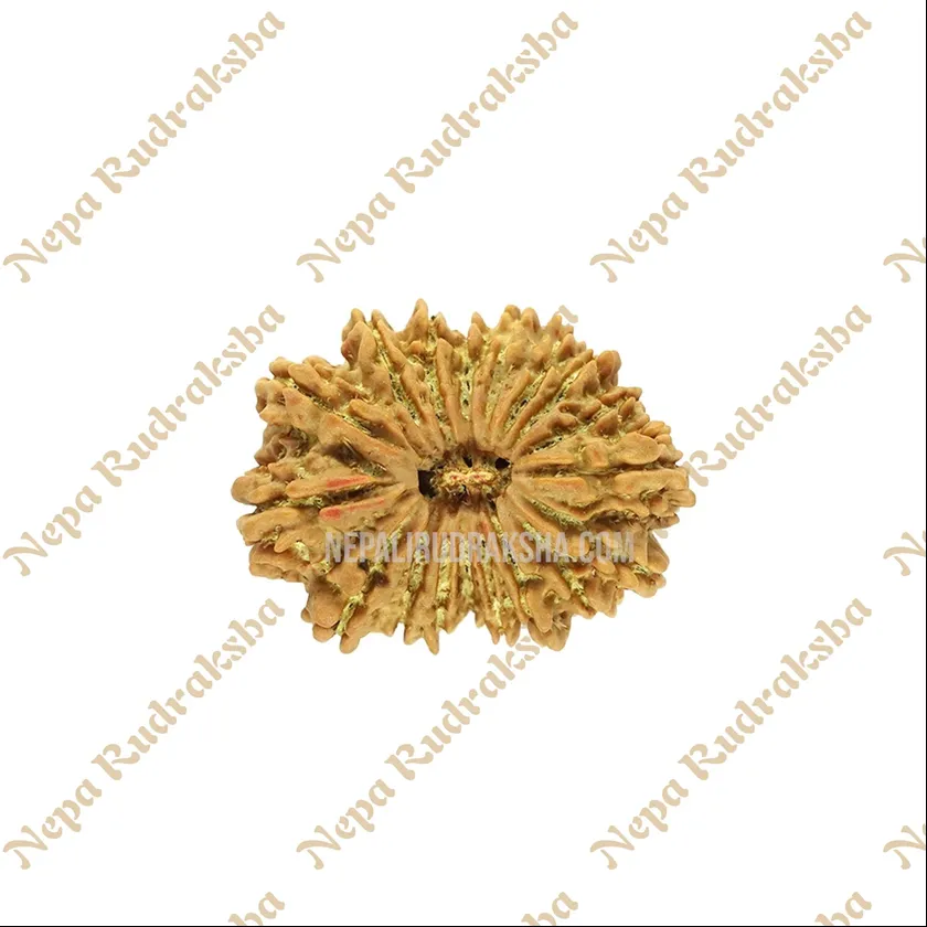 18 Mukhi Rudraksha Same Day Delivery