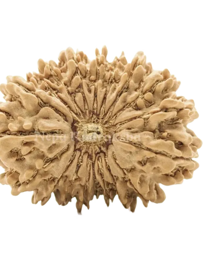 19 Mukhi (Collector) Rudraksha New Arrival