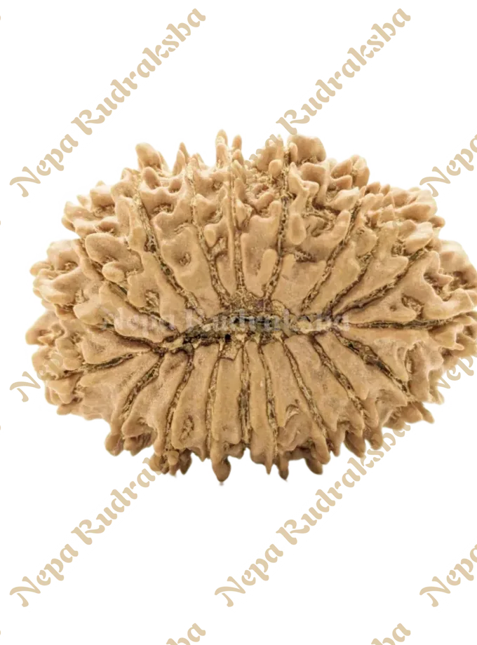 19 Mukhi (Collector) Rudraksha New Arrival