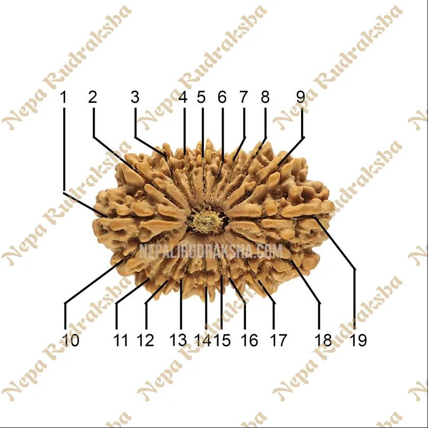 19 Mukhi (Collector) Rudraksha New Arrival