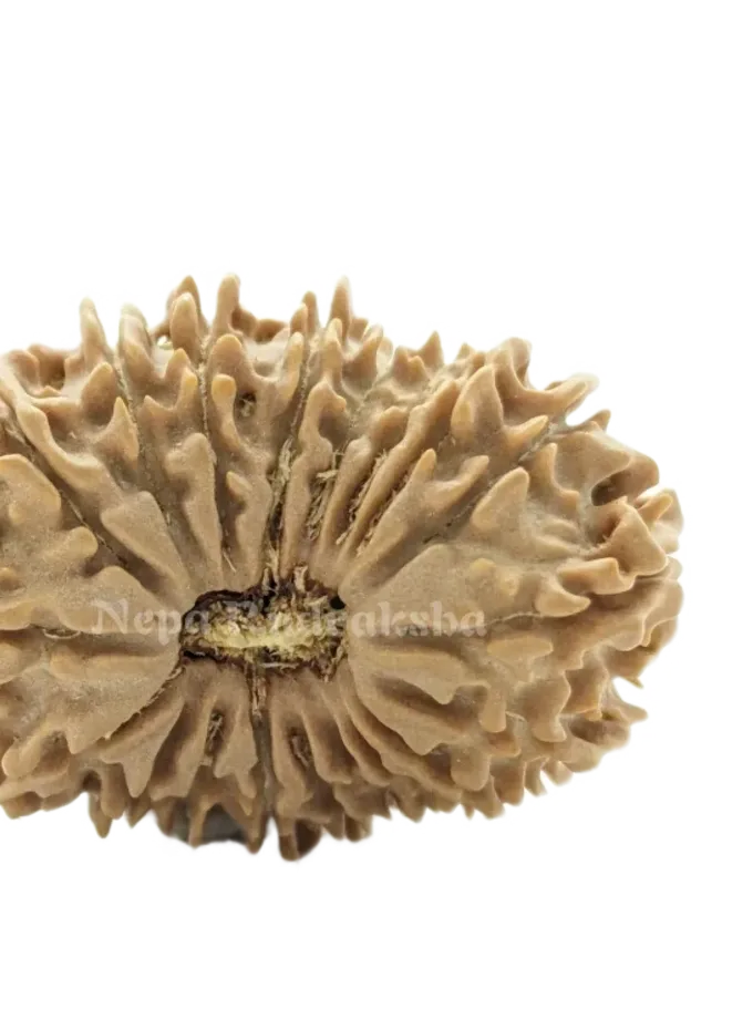 19 Mukhi (Medium) Rudraksha Best Price