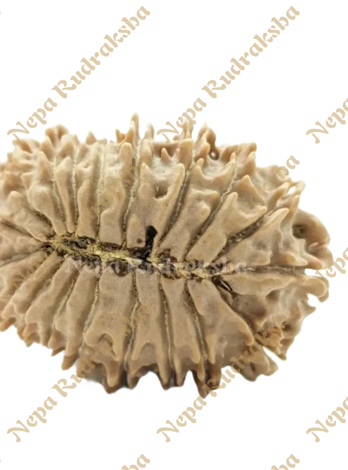 19 Mukhi (Medium) Rudraksha Best Price