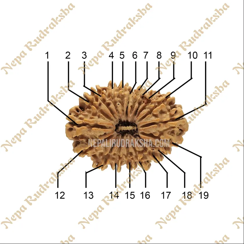 19 Mukhi (Medium) Rudraksha Best Price