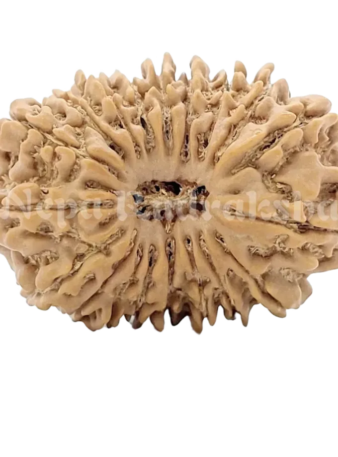 19 Mukhi Rudraksha 28mm Best Buy