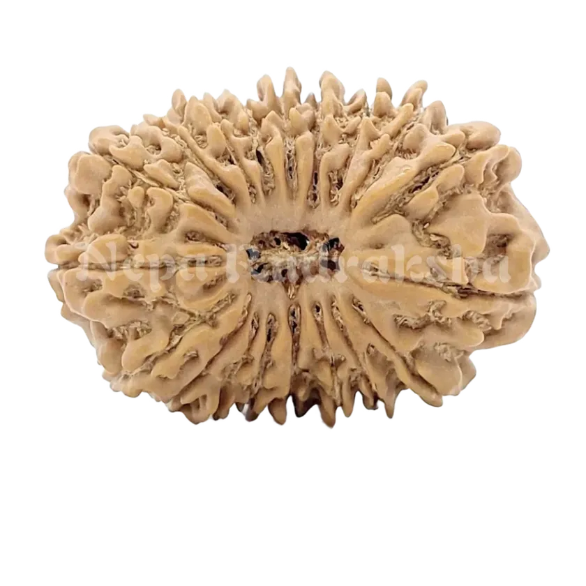 19 Mukhi Rudraksha 28mm Best Buy