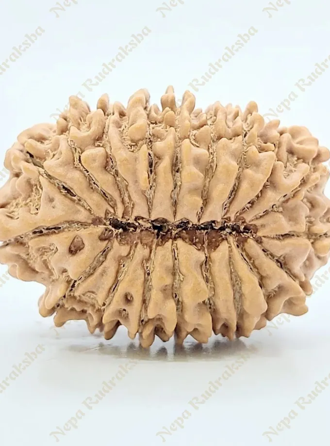 19 Mukhi Rudraksha 28mm Best Buy