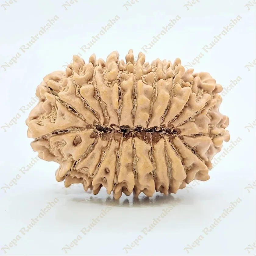 19 Mukhi Rudraksha 28mm Best Buy