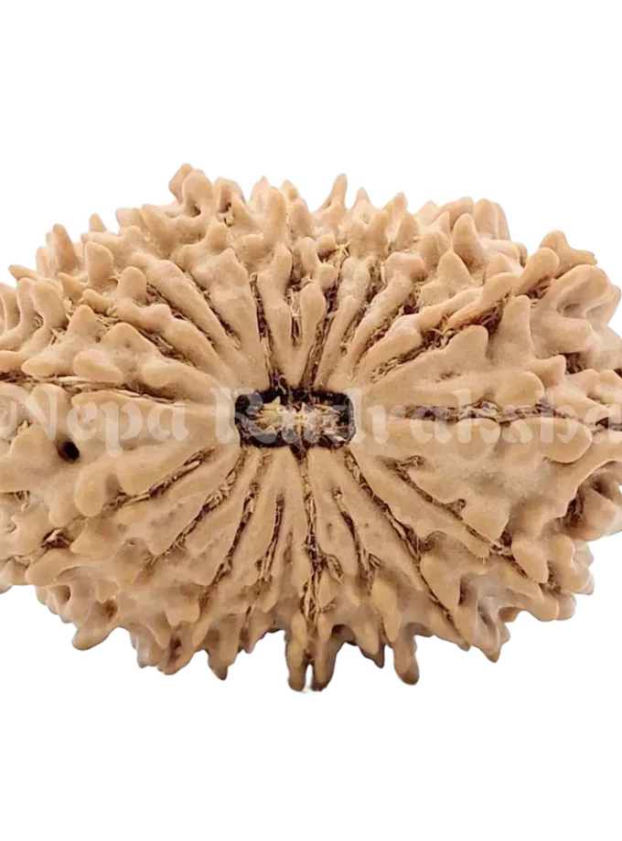 19 Mukhi Rudraksha 29mm Same Day Delivery