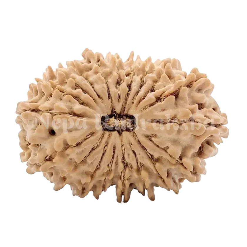 19 Mukhi Rudraksha 29mm Same Day Delivery