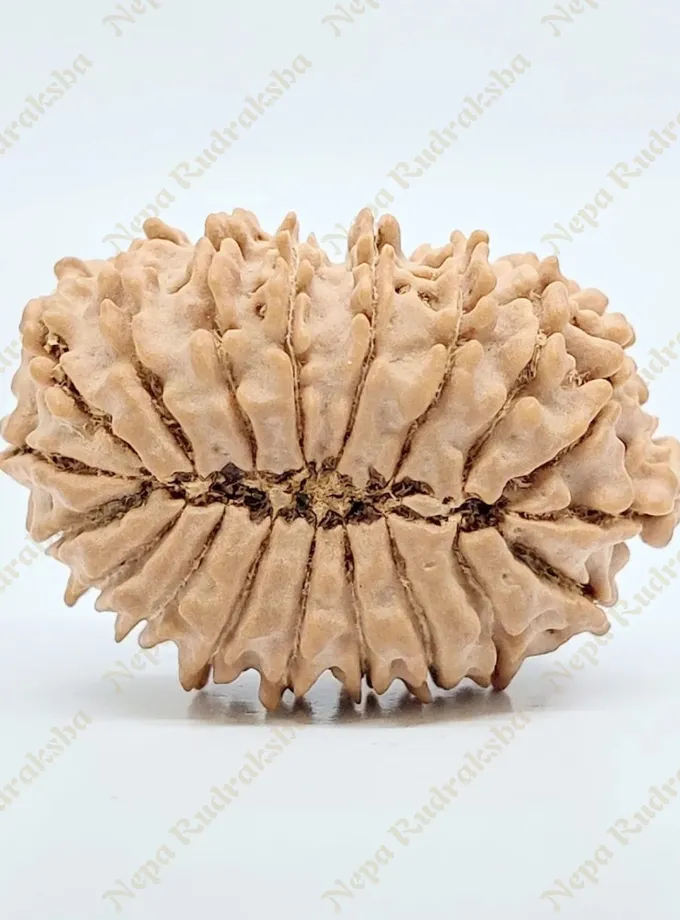 19 Mukhi Rudraksha 29mm Same Day Delivery