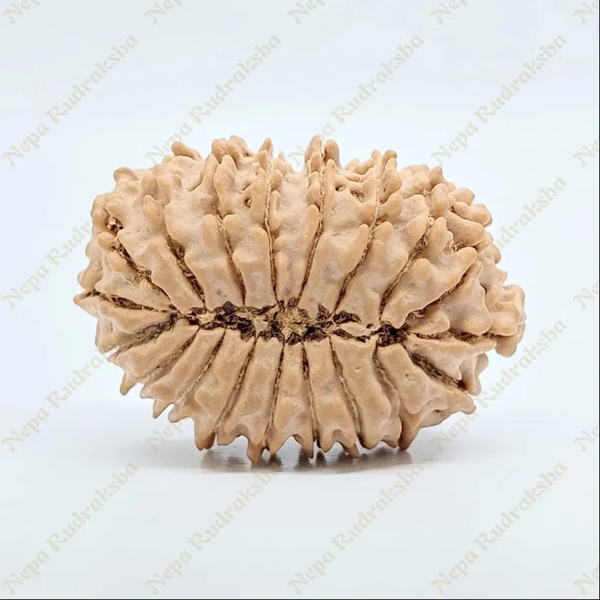 19 Mukhi Rudraksha 29mm Same Day Delivery