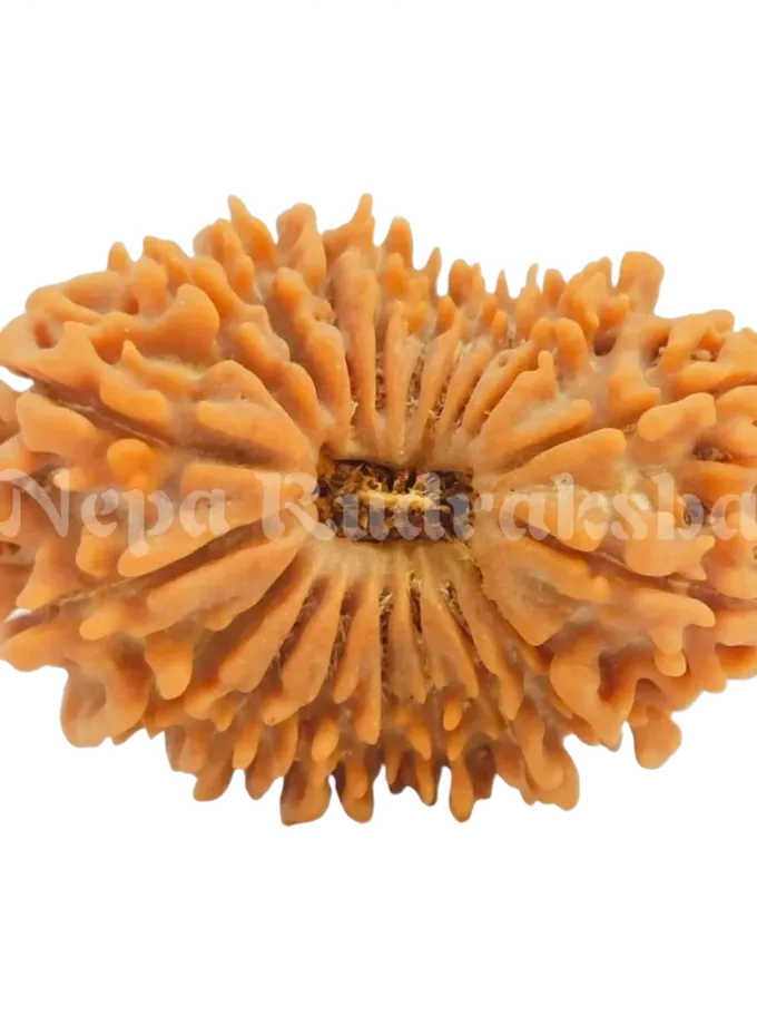 19 Mukhi Rudraksha 30 mm Best Buy