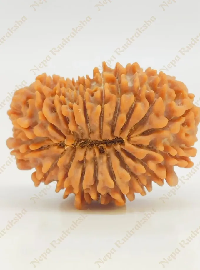 19 Mukhi Rudraksha 30 mm Best Buy