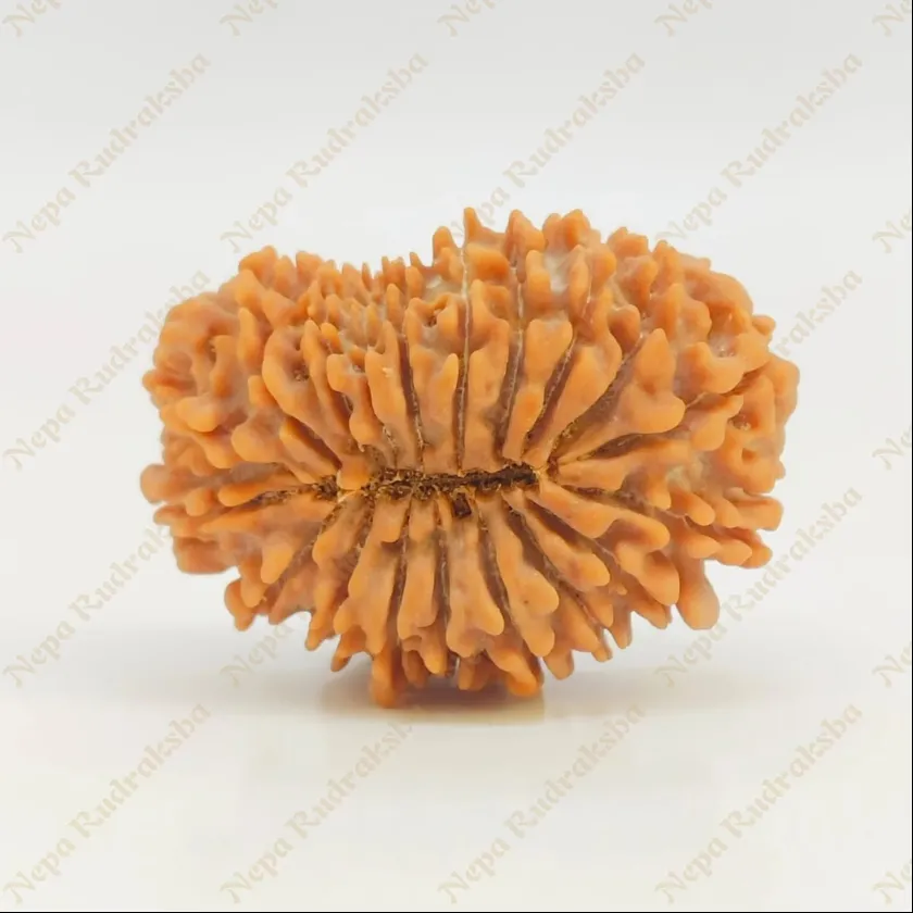 19 Mukhi Rudraksha 30 mm Best Buy