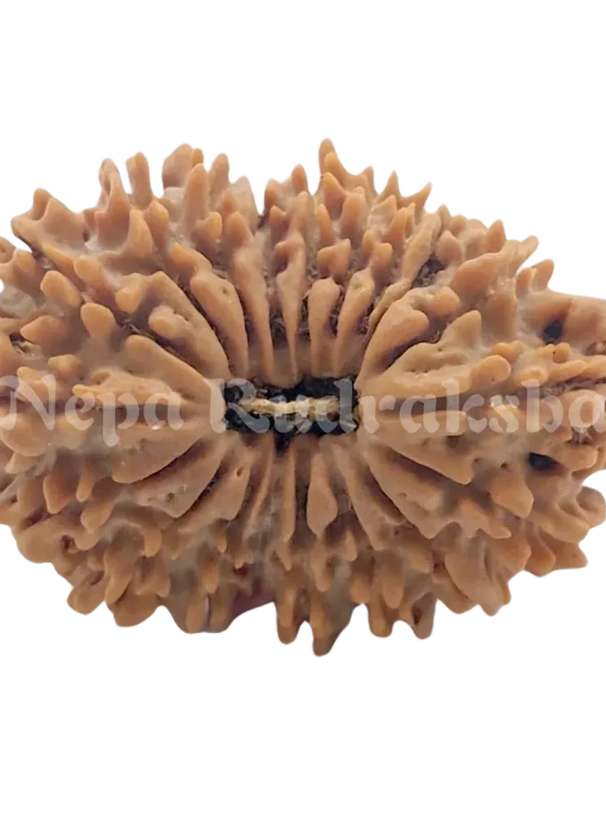 19 Mukhi Rudraksha 32 mm On Sale