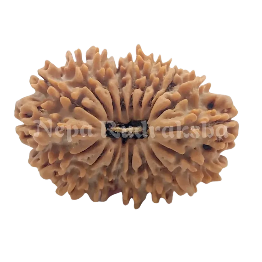 19 Mukhi Rudraksha 32 mm On Sale