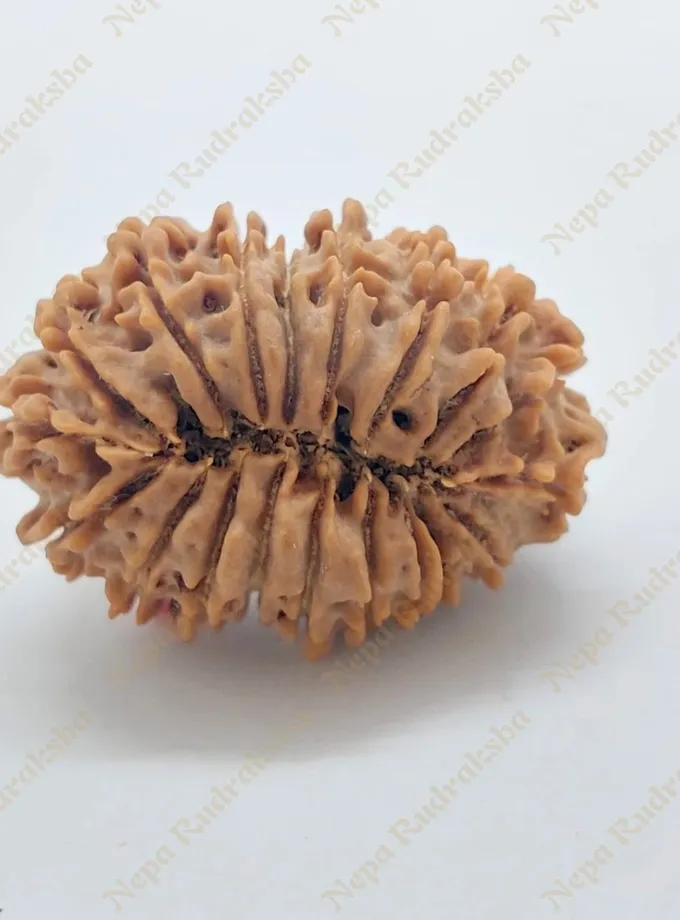 19 Mukhi Rudraksha 32 mm On Sale