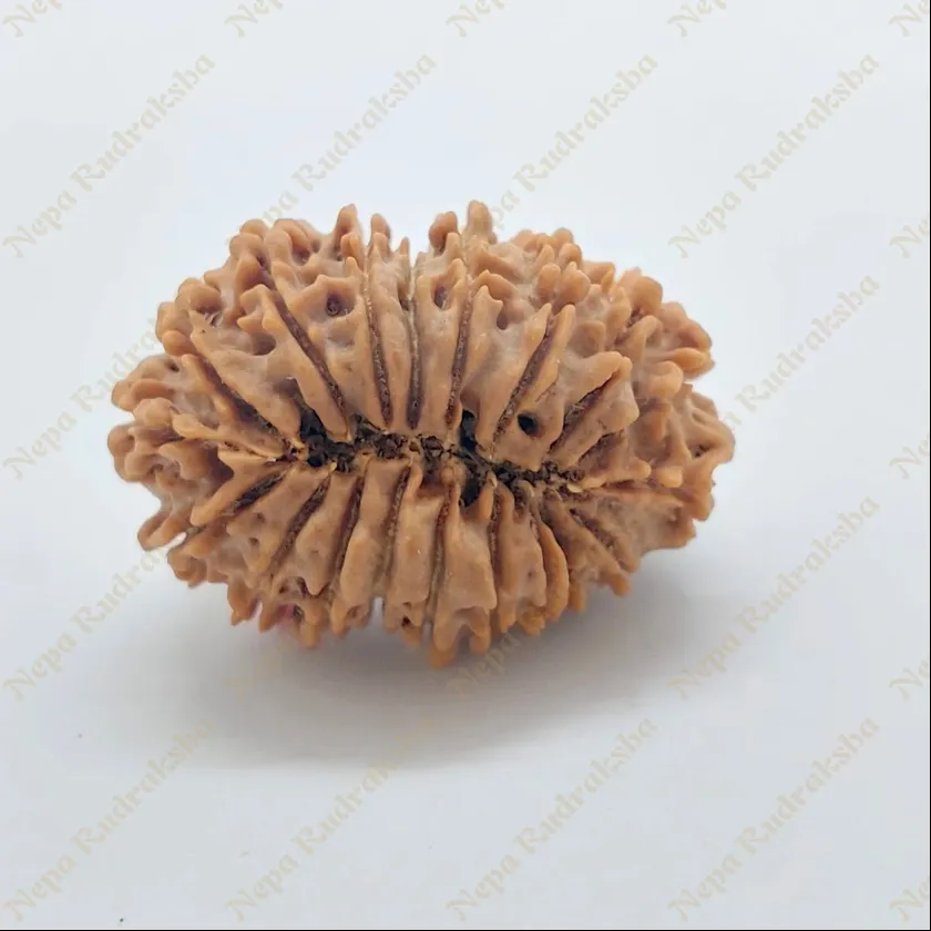 19 Mukhi Rudraksha 32 mm On Sale