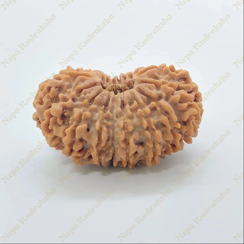 19 Mukhi Rudraksha 32 mm On Sale