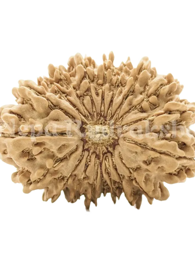 19 Mukhi Rudraksha For Sale