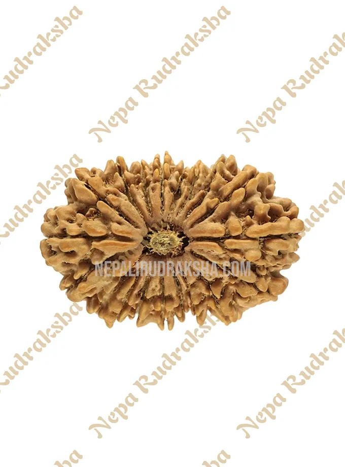 19 Mukhi Rudraksha For Sale