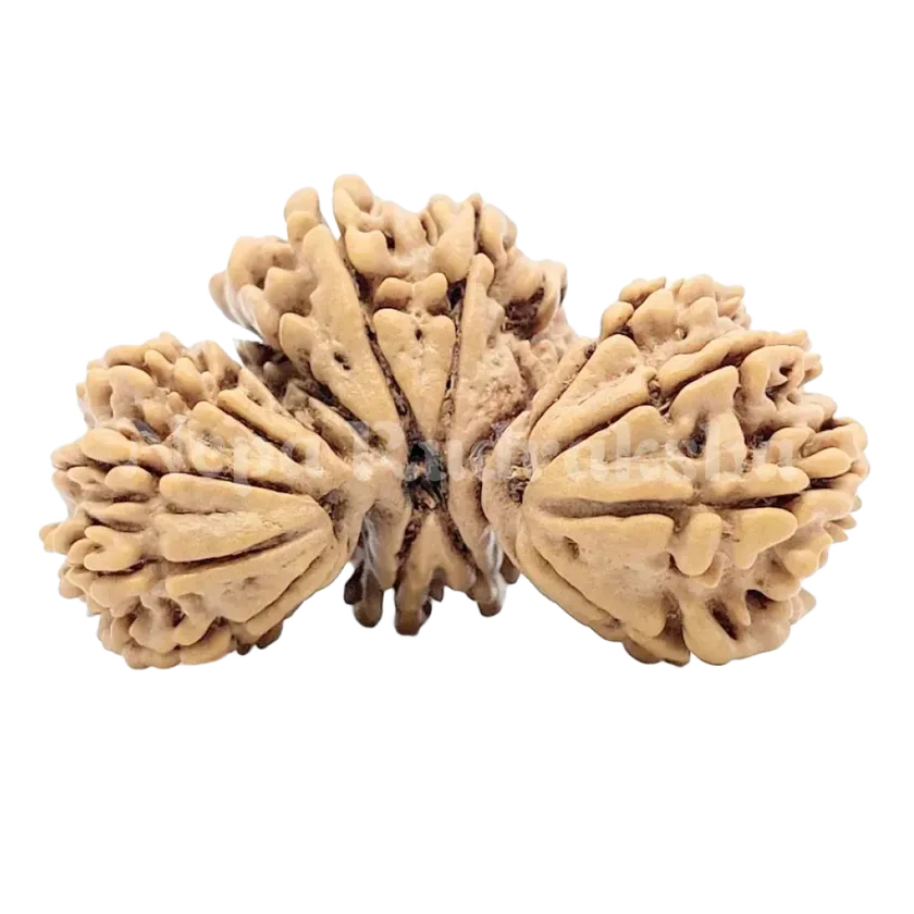 19 Mukhi Trijuti Rudraksha 36mm On Sale