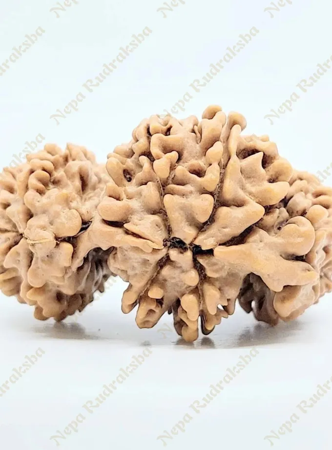 19 Mukhi Trijuti Rudraksha 36mm On Sale