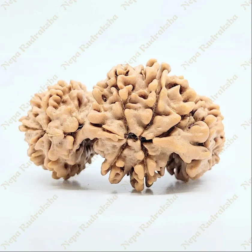 19 Mukhi Trijuti Rudraksha 36mm On Sale