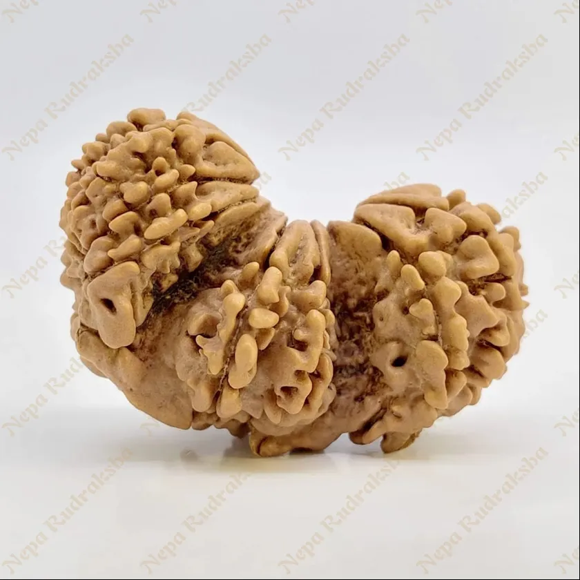 19 Mukhi Trijuti Rudraksha 36mm On Sale