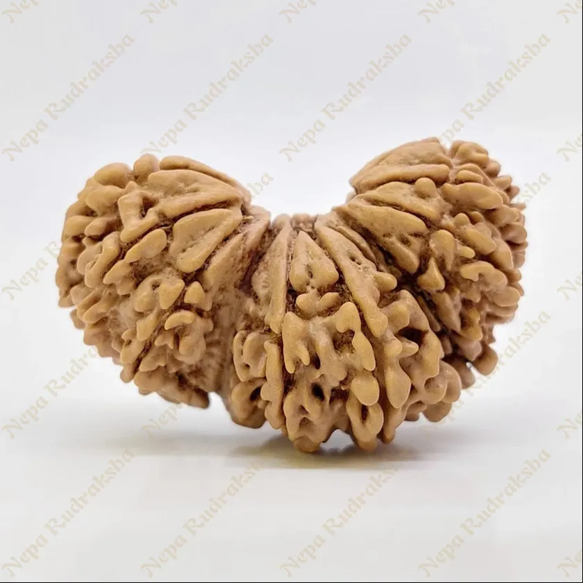 19 Mukhi Trijuti Rudraksha 36mm On Sale