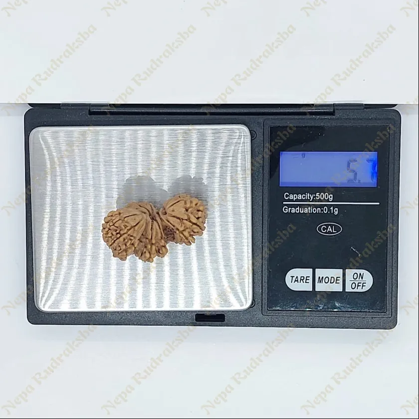 19 Mukhi Trijuti Rudraksha 36mm On Sale