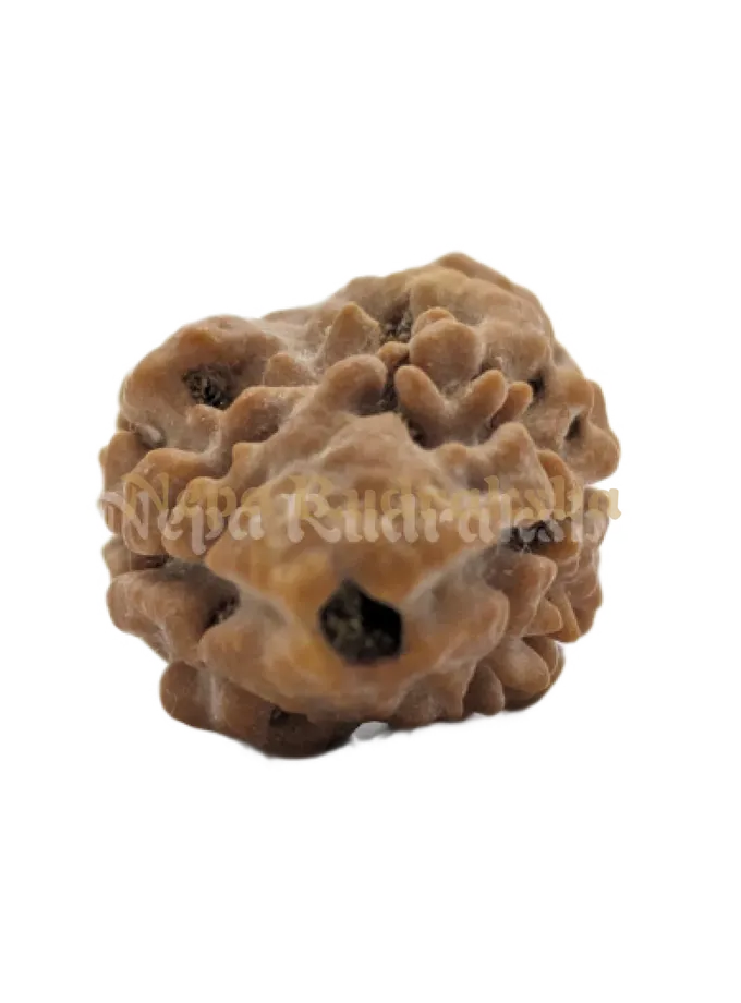 2 Mukhi (Collector) Rudraksha Best Seller