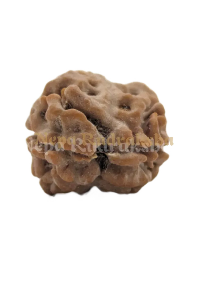 2 Mukhi (Collector) Rudraksha Best Seller