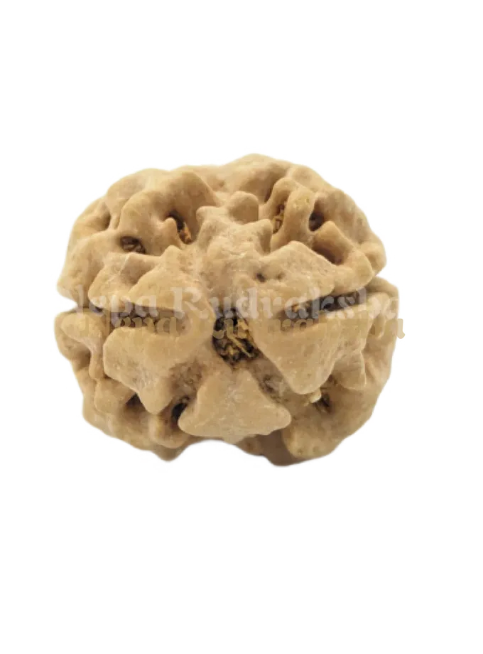 2 Mukhi (Medium) Rudraksha Best Buy